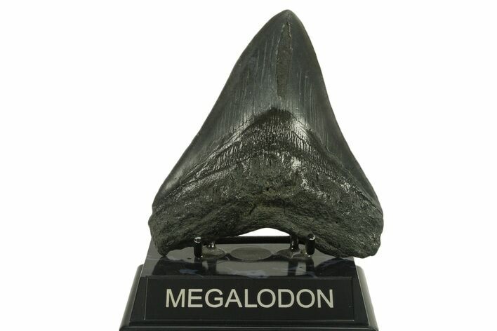 Fossil Megalodon Tooth - South Carolina #383201